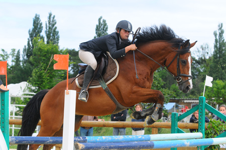 chevaux sport a vendre